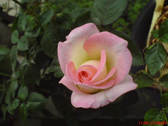 DSC00588.JPG
