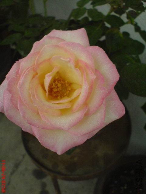 DSC00591.JPG