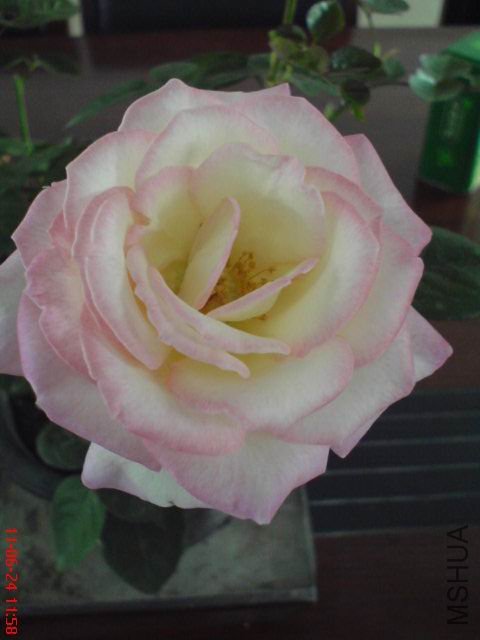 DSC00592.JPG