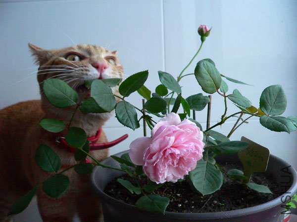 P1170732.jpg