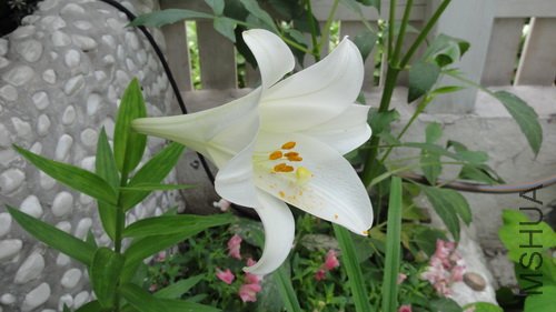 lily-4-1.JPG