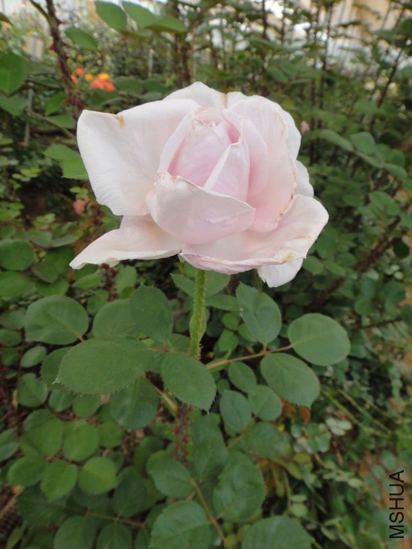 DSC04541.JPG