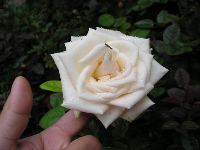 �ҵ���.JPG