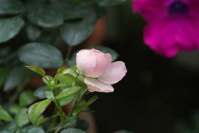 DSC05228_����.jpg