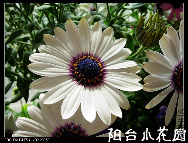 DSCN0116.JPG