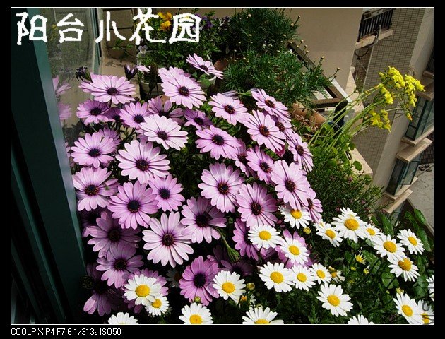 DSCN0113.JPG