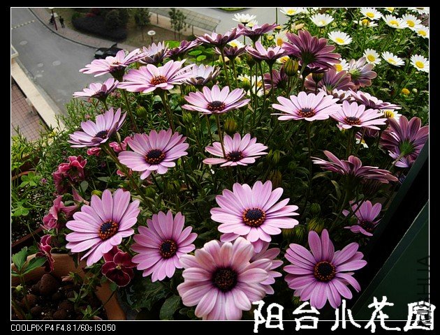 DSCN0076.JPG