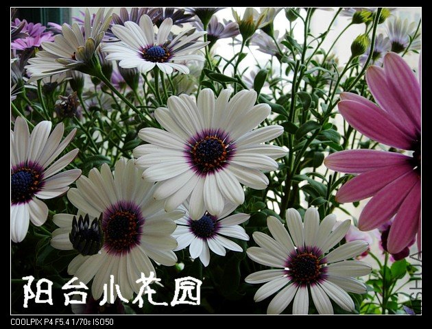 DSCN0213.JPG