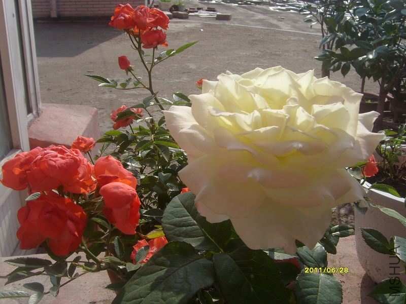 S73R1908-1.jpg
