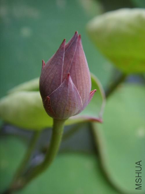 ��ת SSM12097.jpg