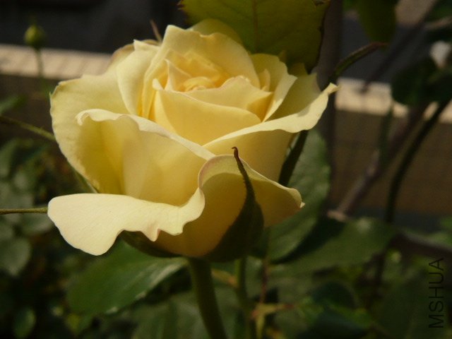 P1020024.JPG
