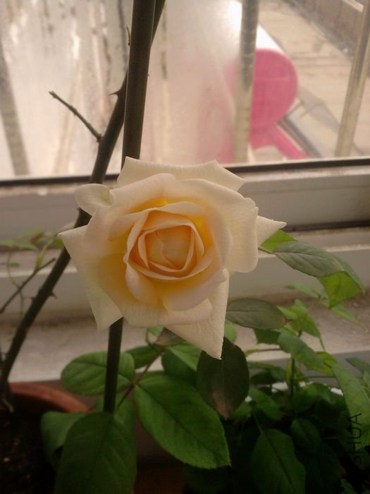 ��Ƭ-0072_1.jpg