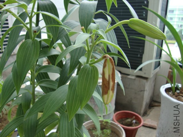 DSC02753.JPG