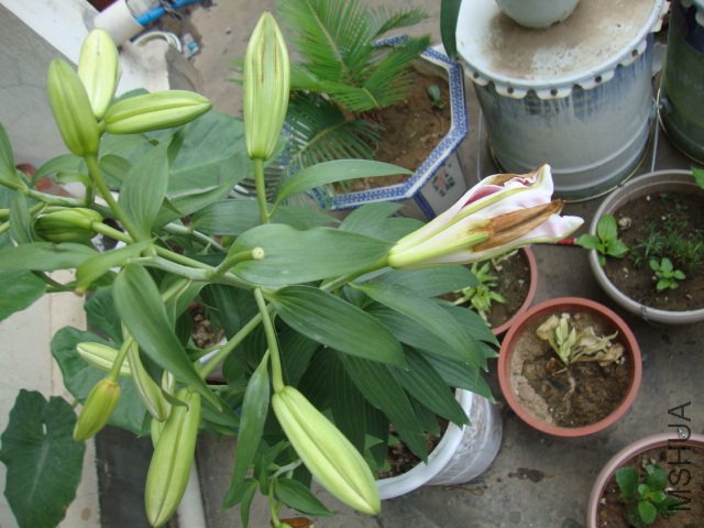 DSC02754.JPG