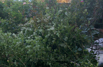 QQ��ͼ20110629141630.png