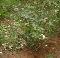 QQ��ͼ20110629141530.png