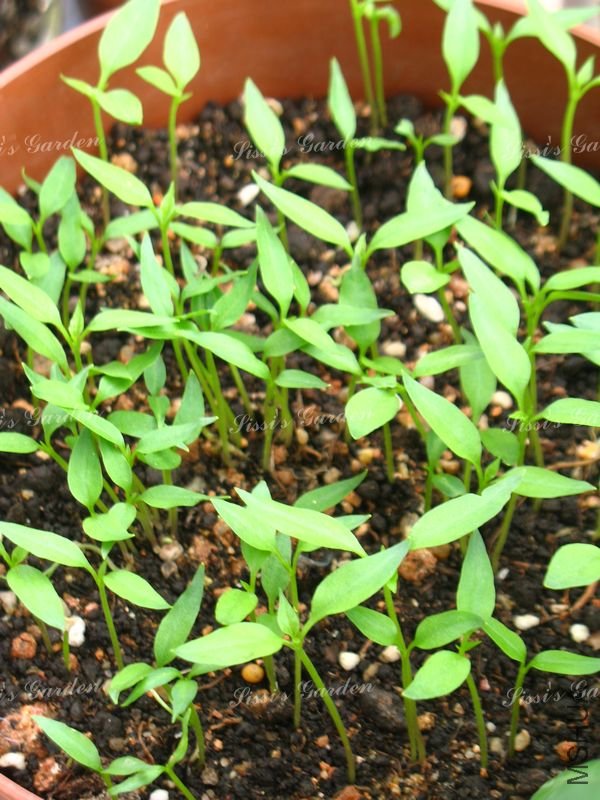 ���� ��.jpg