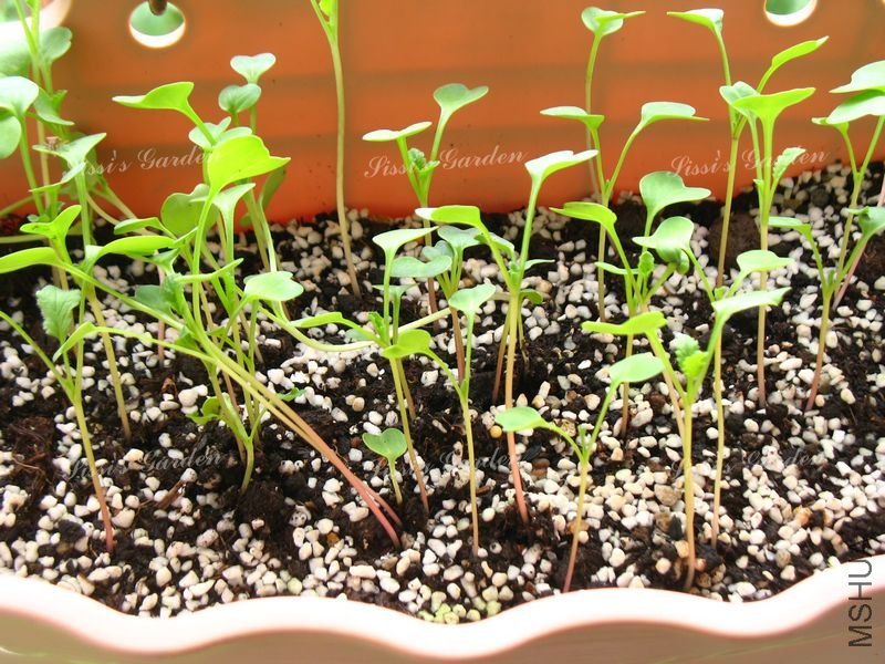 ӣ���ܲ� ��.jpg