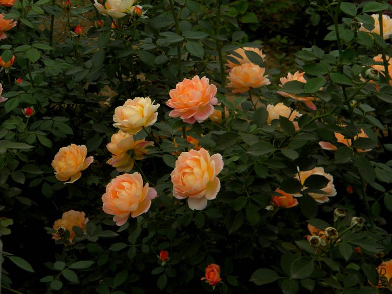 DSCN2711.jpg