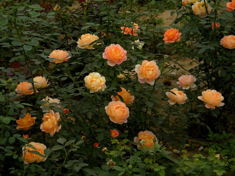 DSCN2709.jpg