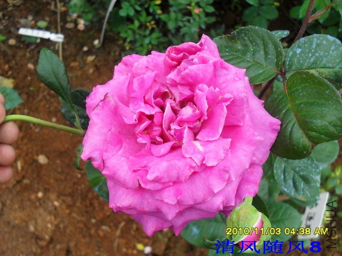 �������޵�Ժ (Chartreuse de parme) (3).jpg