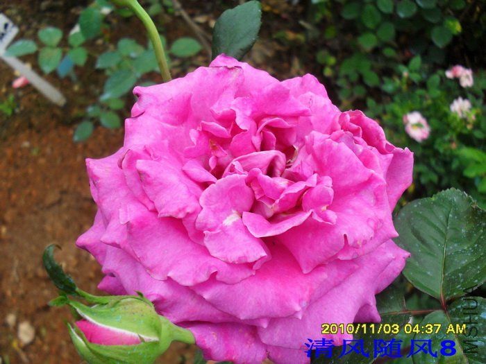 �������޵�Ժ (Chartreuse de parme) (5).jpg