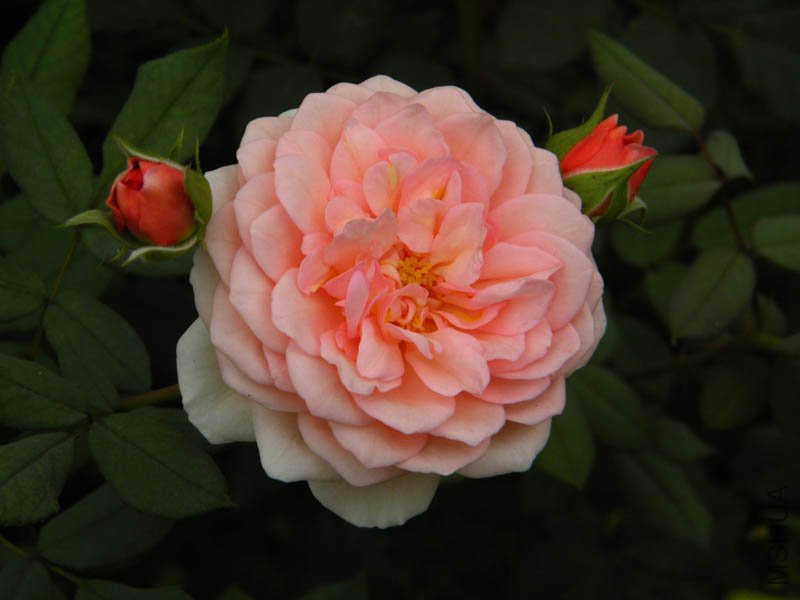 DSCN2716.jpg