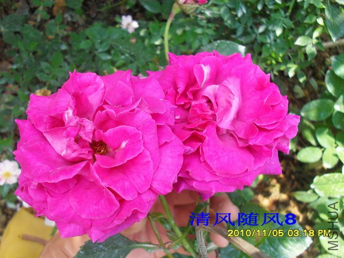 �������޵�Ժ (Chartreuse de parme) (4).jpg