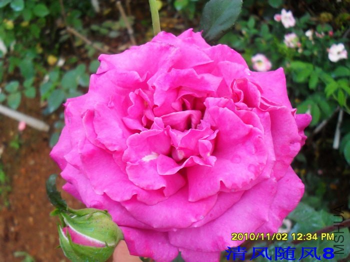 �������޵�Ժ (Chartreuse de parme) (2).jpg