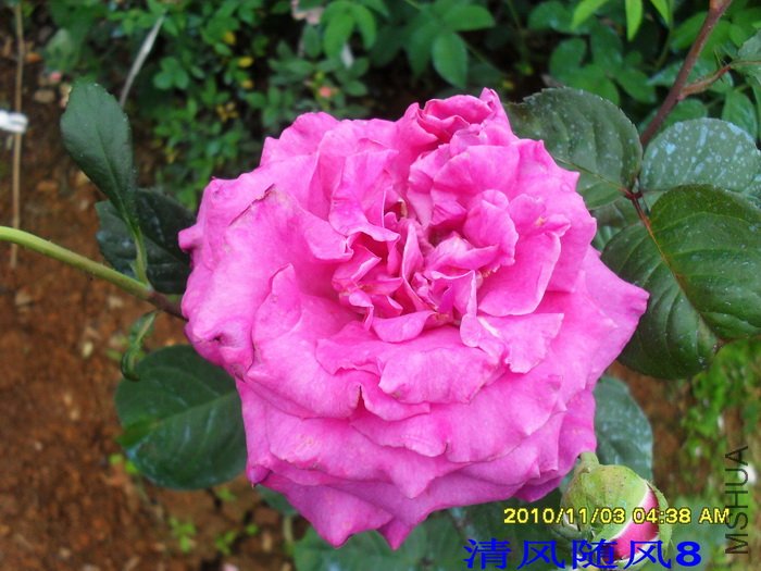 �������޵�Ժ (Chartreuse de parme) (1).jpg