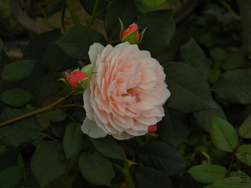 DSCN2717.jpg