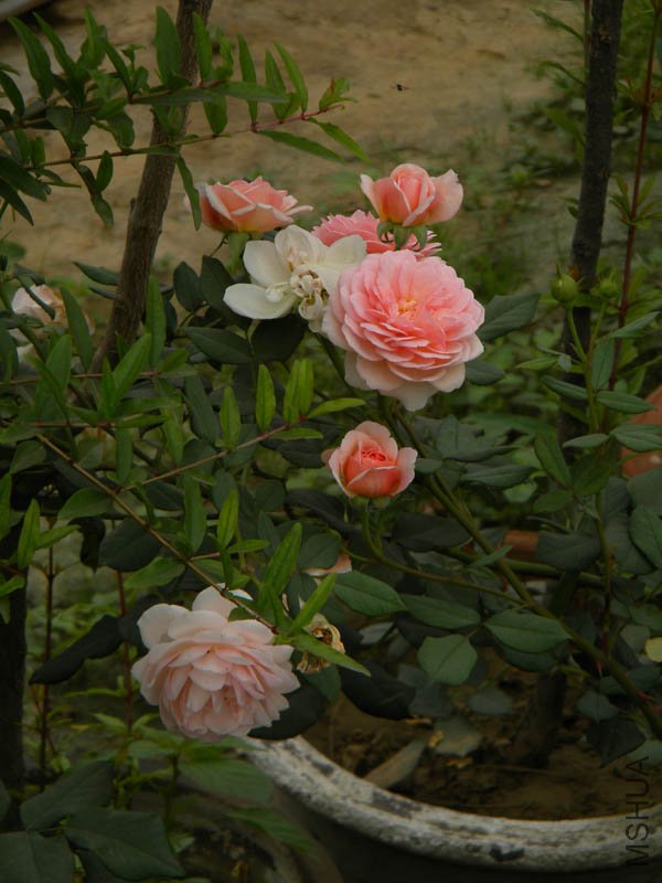 DSCN2718.jpg