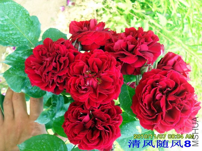 ������ (Highgrove) (6).jpg