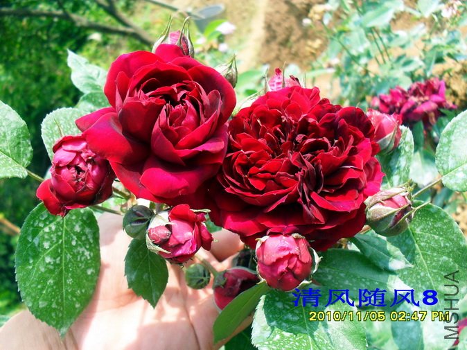 ������ (Highgrove) (1).jpg