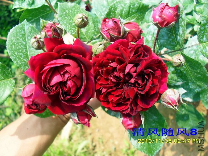 ������ (Highgrove) (2).jpg