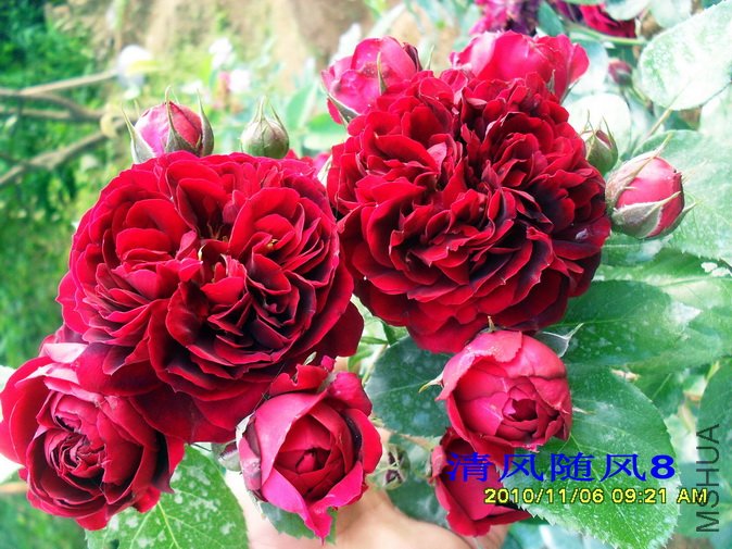 ������ (Highgrove) (4).jpg