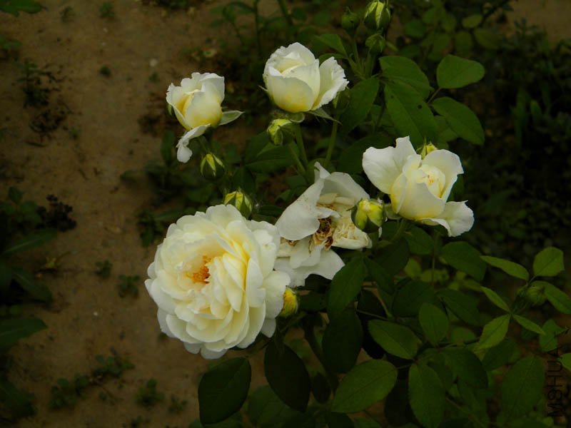 DSCN2722.jpg