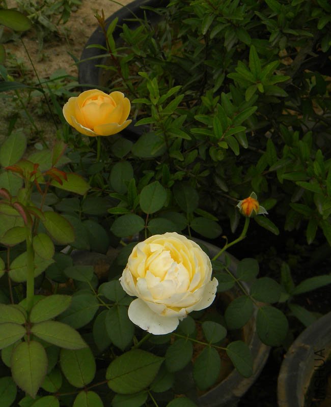 DSCN2723.jpg