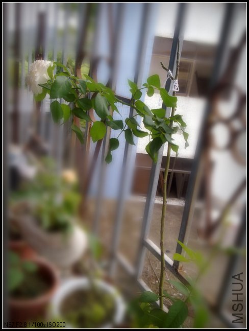20110628293.jpg