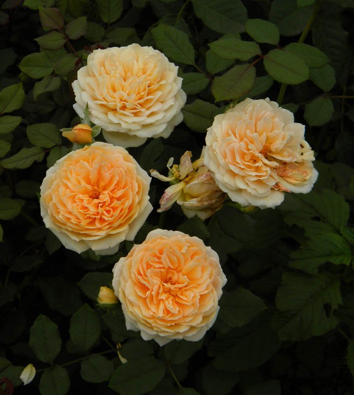 DSCN2729.jpg