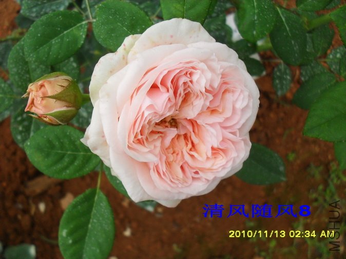 ������õ�� (Claire Rose) (1).jpg