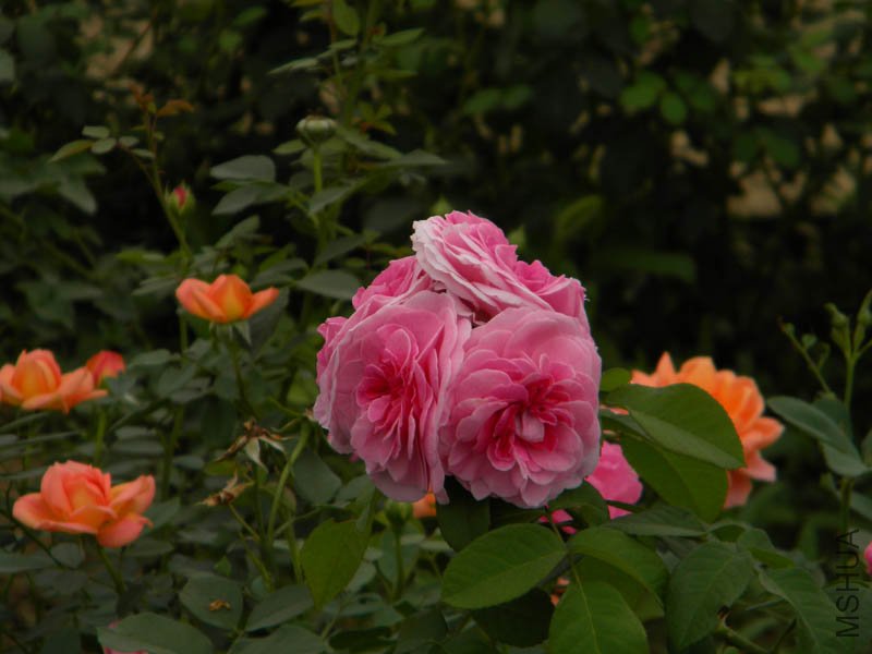 DSCN2724.jpg
