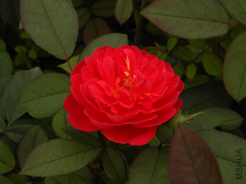 DSCN2730.jpg