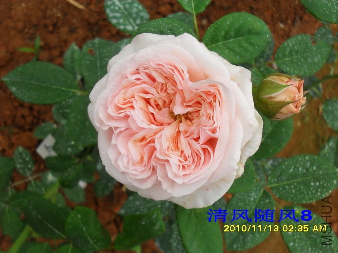 ������õ�� (Claire Rose) (3).jpg