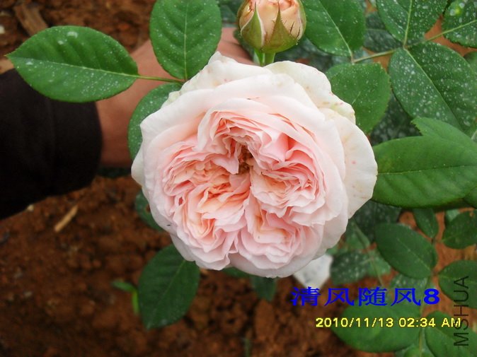 ������õ�� (Claire Rose) (5).jpg