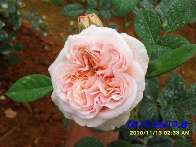 ������õ�� (Claire Rose) (4).jpg