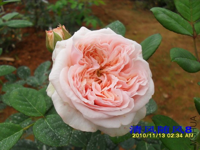 ������õ�� (Claire Rose) (6).jpg