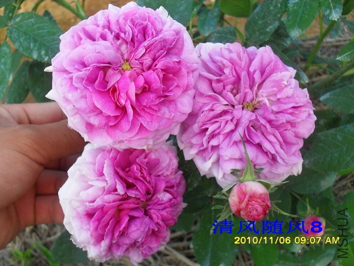 ��ͳ���ܹ� (President De Seze) (2).jpg