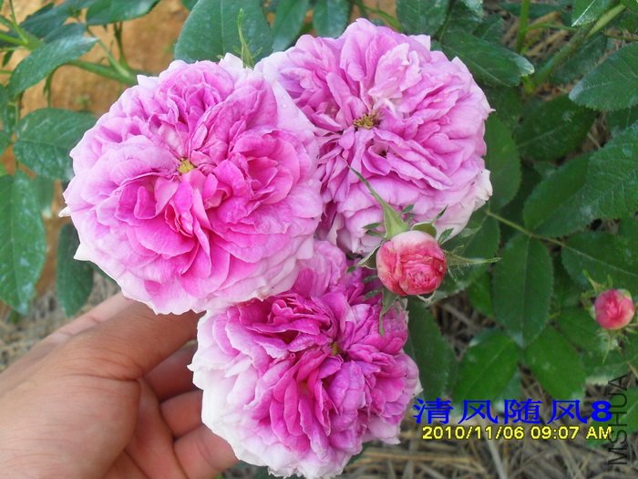 ��ͳ���ܹ� (President De Seze) (1).jpg