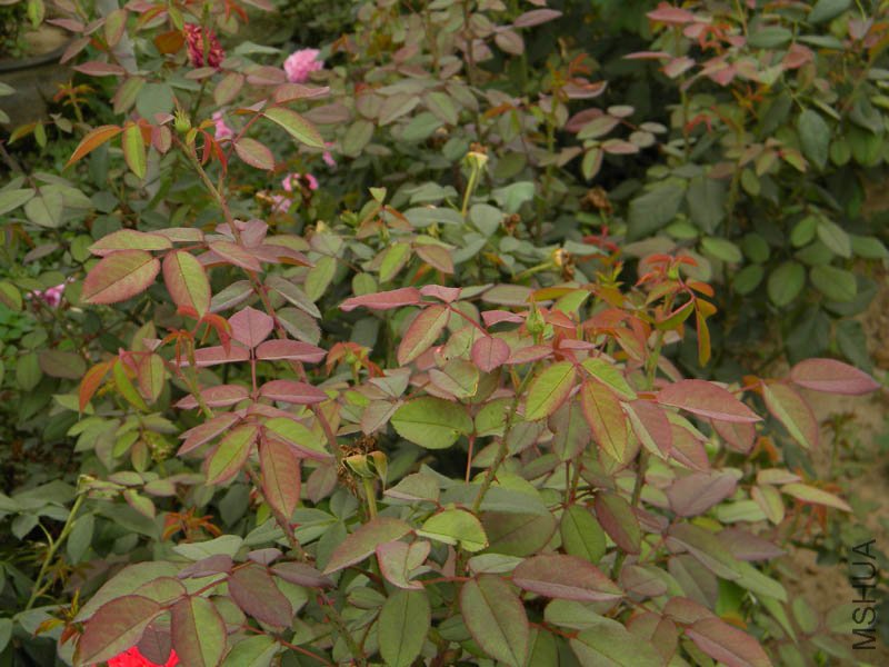 DSCN2731.jpg